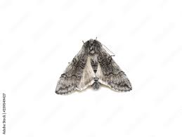 Attēlu rezultāti vaicājumam “Achlya flavicornis”