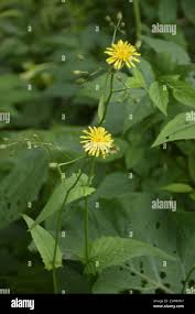 Attēlu rezultāti vaicājumam “Crepis paludosa leaf”