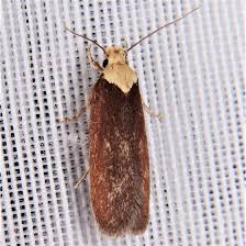 Attēlu rezultāti vaicājumam “Depressaria depressana”