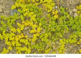Attēlu rezultāti vaicājumam “Herniaria glabra flower”
