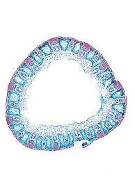 Attēlu rezultāti vaicājumam “Carex appropinquata leaf”