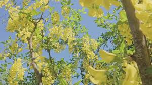 Attēlu rezultāti vaicājumam “Laburnum anagyroides”