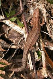 Attēlu rezultāti vaicājumam “Lacerta vivipara female”