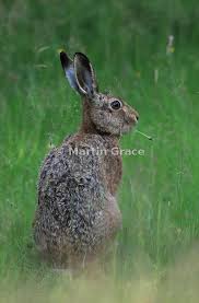 Attēlu rezultāti vaicājumam “Lepus sp.”