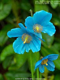 Image result for Meconopsis betonicifolia