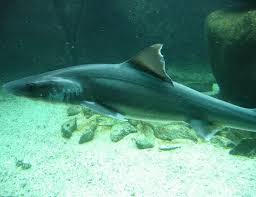 Image result for Furgaleus macki