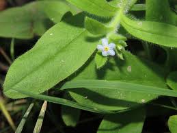 Attēlu rezultāti vaicājumam “Myosotis scorpioides bud”