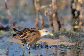 Image result for Porzana parva