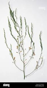 Attēlu rezultāti vaicājumam “Asparagus officinalis leaf”