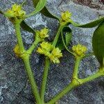Attēlu rezultāti vaicājumam “Viscum album female flower”