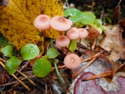 Attēlu rezultāti vaicājumam “Mycena rosella”