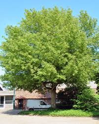 Attēlu rezultāti vaicājumam “Acer negundo”