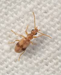 Attēlu rezultāti vaicājumam “Notoxus monoceros”