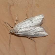 Attēlu rezultāti vaicājumam “Eana argentana”