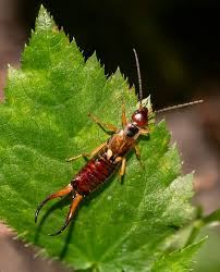 Attēlu rezultāti vaicājumam “Forficula auricularia female”