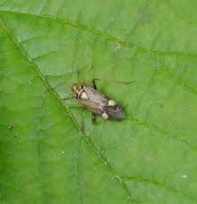 Attēlu rezultāti vaicājumam “Rhabdomiris striatellus”