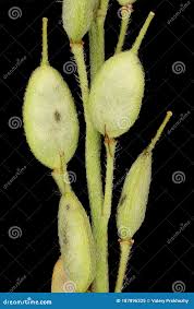 Attēlu rezultāti vaicājumam “Berteroa incana fruit”