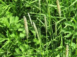 Attēlu rezultāti vaicājumam “Alopecurus pratensis”