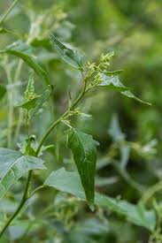 Attēlu rezultāti vaicājumam “Atriplex patula”