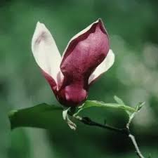 Attēlu rezultāti vaicājumam “Viola uliginosa bud”