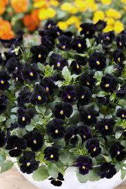 Image result for Viola cornuta