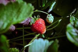 Attēlu rezultāti vaicājumam “Fragaria x ananassa”