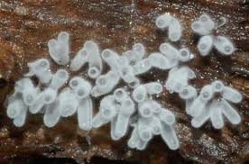 Attēlu rezultāti vaicājumam “Ceratiomyxa fruticulosa”