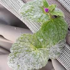 Attēlu rezultāti vaicājumam “Erysiphe galeopsidis”