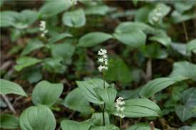 Attēlu rezultāti vaicājumam “Maianthemum bifolium leaf”