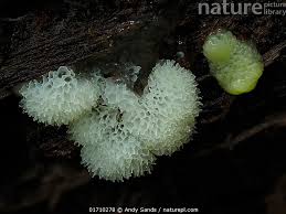 Attēlu rezultāti vaicājumam “Ceratiomyxa porioides”