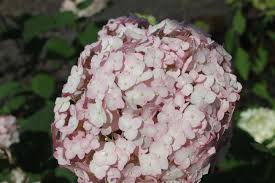 Attēlu rezultāti vaicājumam “Hydrangea arborescens subsp. discolor”