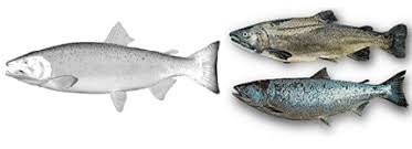 Image result for Oncorhynchus kisutch