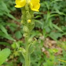 Attēlu rezultāti vaicājumam “Verbascum thapsus bud”