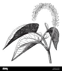 Image result for root-tail