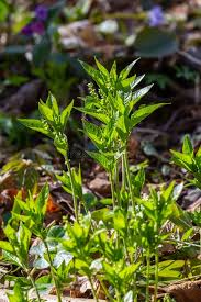 Attēlu rezultāti vaicājumam “Mercurialis perennis flower”