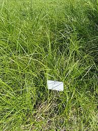 Attēlu rezultāti vaicājumam “Carex disticha”