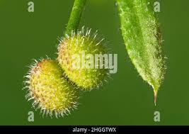 Attēlu rezultāti vaicājumam “Galium aparine fruit”