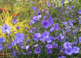 Attēlu rezultāti vaicājumam “Silene viscaria”