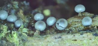 Attēlu rezultāti vaicājumam “Diderma radiatum spores”