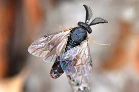 Attēlu rezultāti vaicājumam “Diprion pini female”