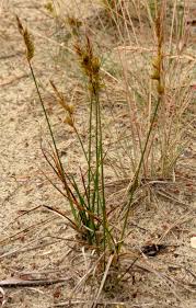 Attēlu rezultāti vaicājumam “Carex arenaria”