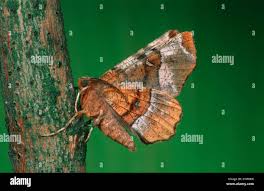 Attēlu rezultāti vaicājumam “Selenia tetralunaria”