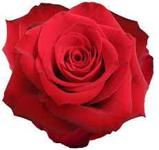 Image result for Red Rose Cc