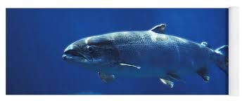 Image result for Salmo salar