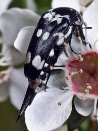 Attēlu rezultāti vaicājumam “Mordellidae”