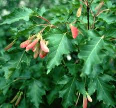 Attēlu rezultāti vaicājumam “Acer tataricum subsp. ginnala fruit”