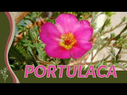 Attēlu rezultāti vaicājumam “Portulaca oleracea flower”