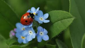 Image result for Vergissmeinnicht