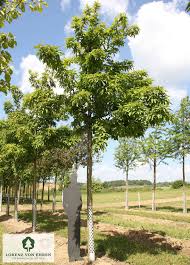 Attēlu rezultāti vaicājumam “Mespilus germanica”