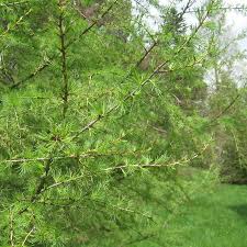 Attēlu rezultāti vaicājumam “Larix sibirica”